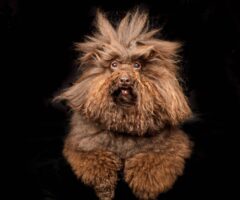 Ellen Shershow Photography